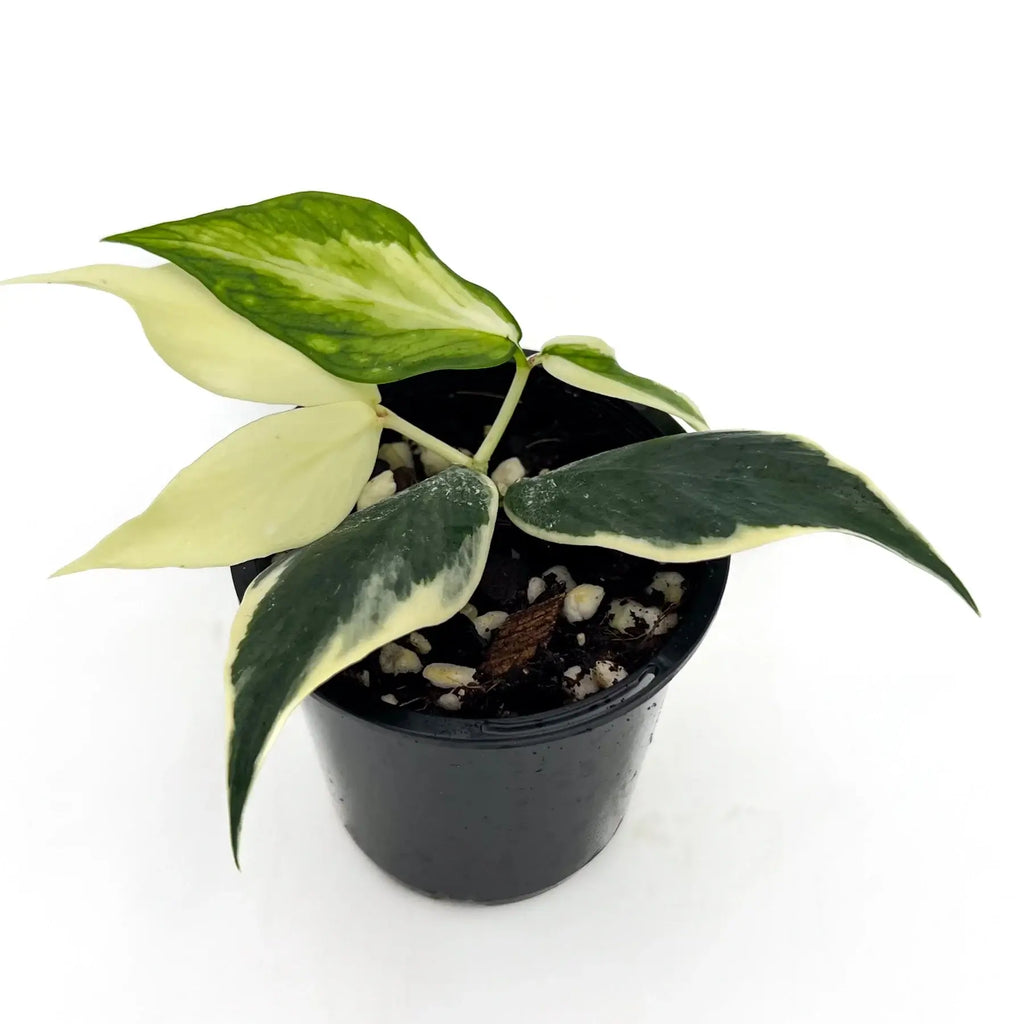 Hoya polyneura 'Variegata' in a black pot showcasing variegated green and cream leaves, perfect for indoor collections. Chalet Boutique, Australia.