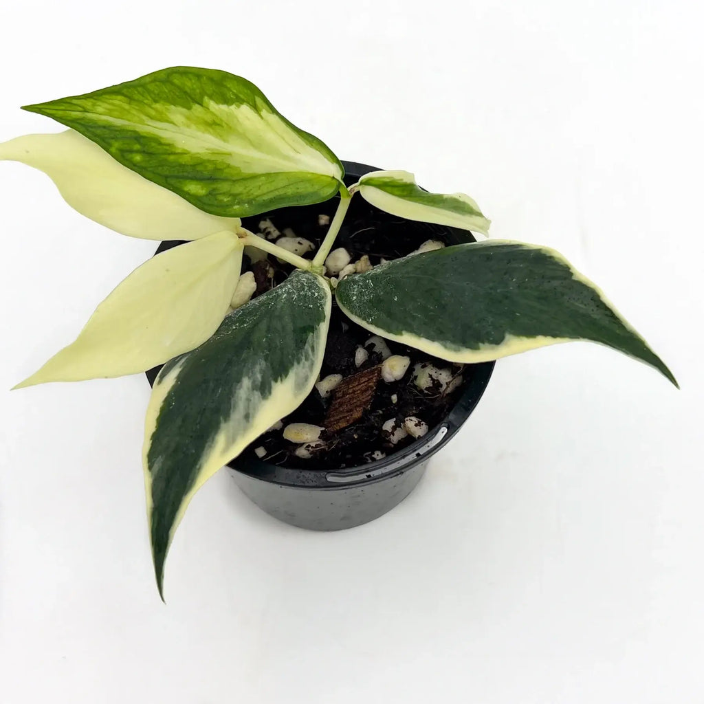 Hoya polyneura 'Variegata' with creamy-white variegated leaves in a black pot, perfect for indoor plant enthusiasts. Chalet Boutique, Australia.