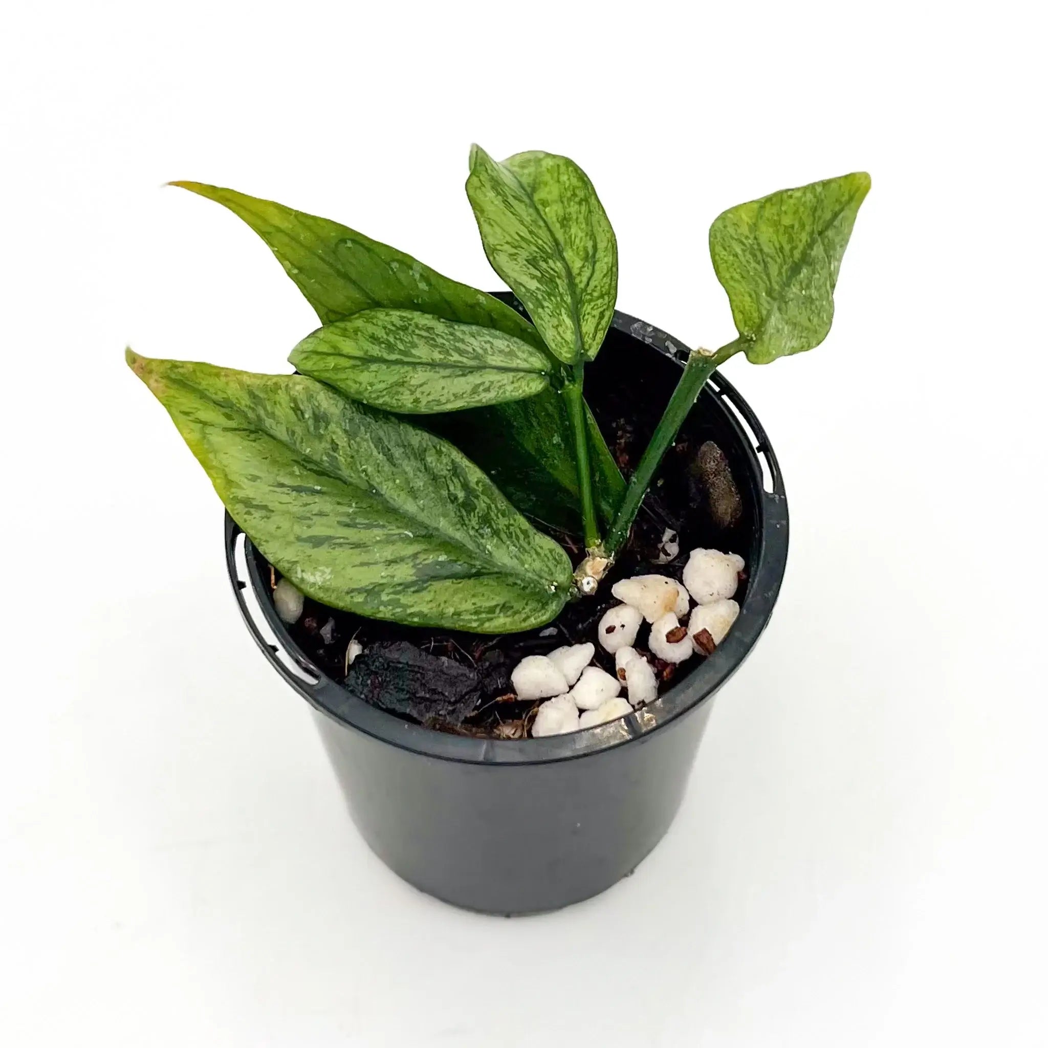 その他観葉植物 Hoya polyneura splash Buy Hoya polyneura 'Splash' - Rare Indoor Plant
