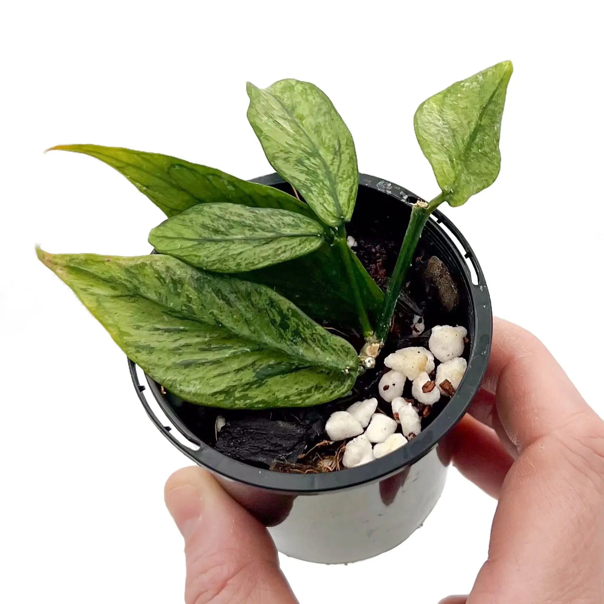 Hoya polyneura 斑入り? Buy Hoya polyneura 'Splash' - Rare Indoor Plant