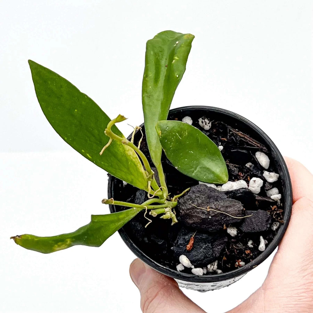 Hoya 'Rebecca' plant in black pot showcasing dark green leaves ready for indoor decor. Chalet Boutique, Australia.