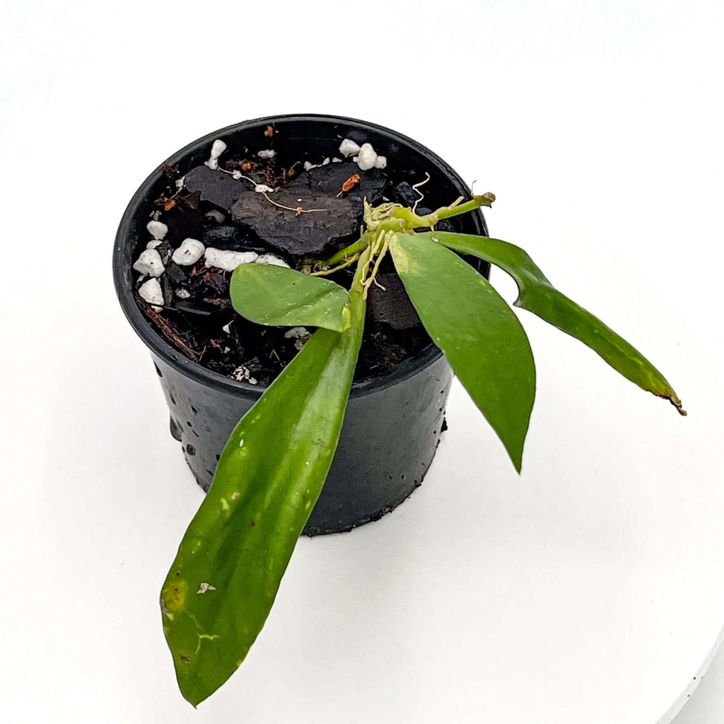 Hoya 'Rebecca' | Indoor Plant | Chalet Boutique - Australia
