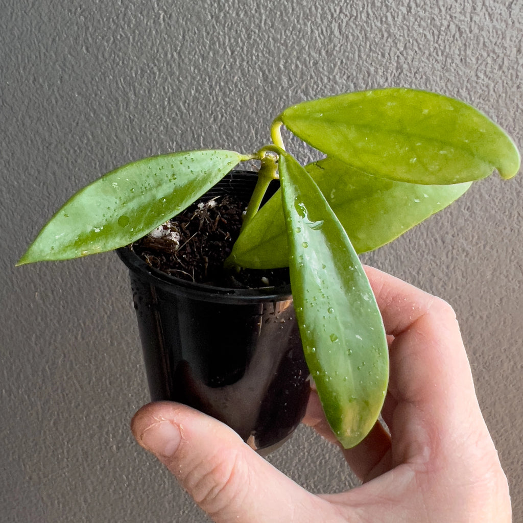 Hoya Rebecca held close to the camera showing compact leaves with a peach blush and tidy trailing growth habit. Rare indoor plant collectors Australia.