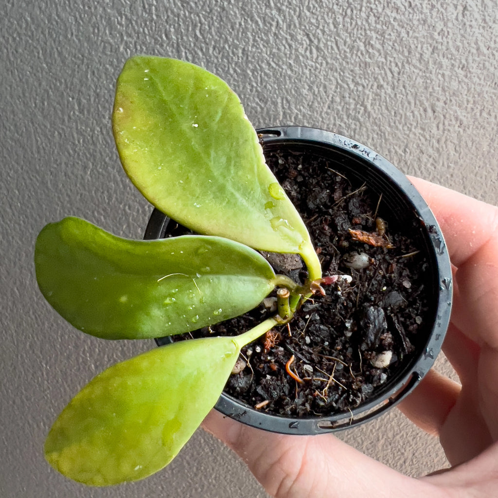 Hand holding a Hoya Rebecca highlighting the subtle silver flecking and gentle gradient from green to peach across each leaf. Buy rare indoor plants online in Australia.