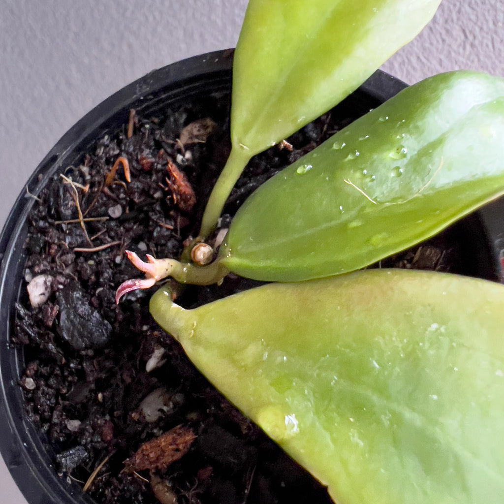 Cluster of Hoya Rebecca leaves in hand showing the soft satin texture and natural warm overtones in the new growth. Rare indoor plant nursery Australia.