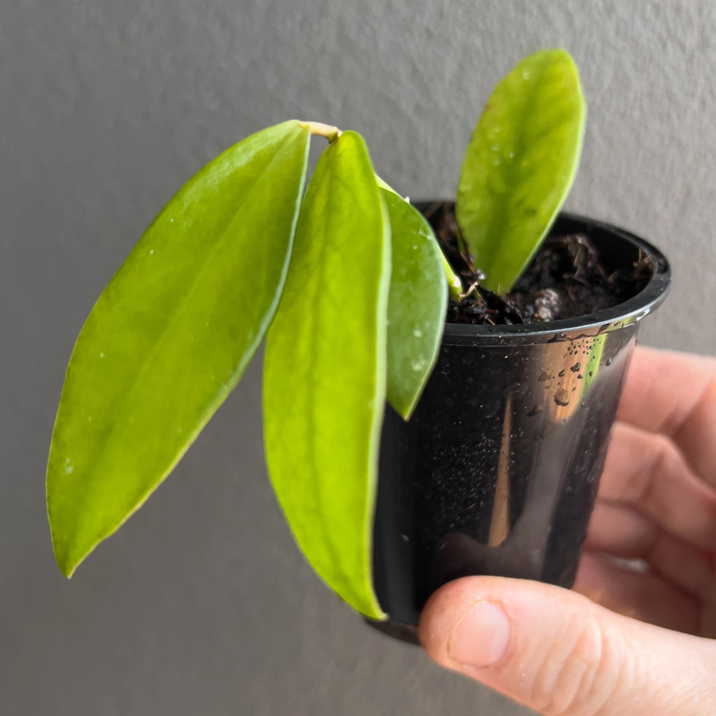 Close view of Hoya Rebecca showing pink blushed vines and delicate veining through the foliage while held in hand. Rare indoor plant collectors Australia.