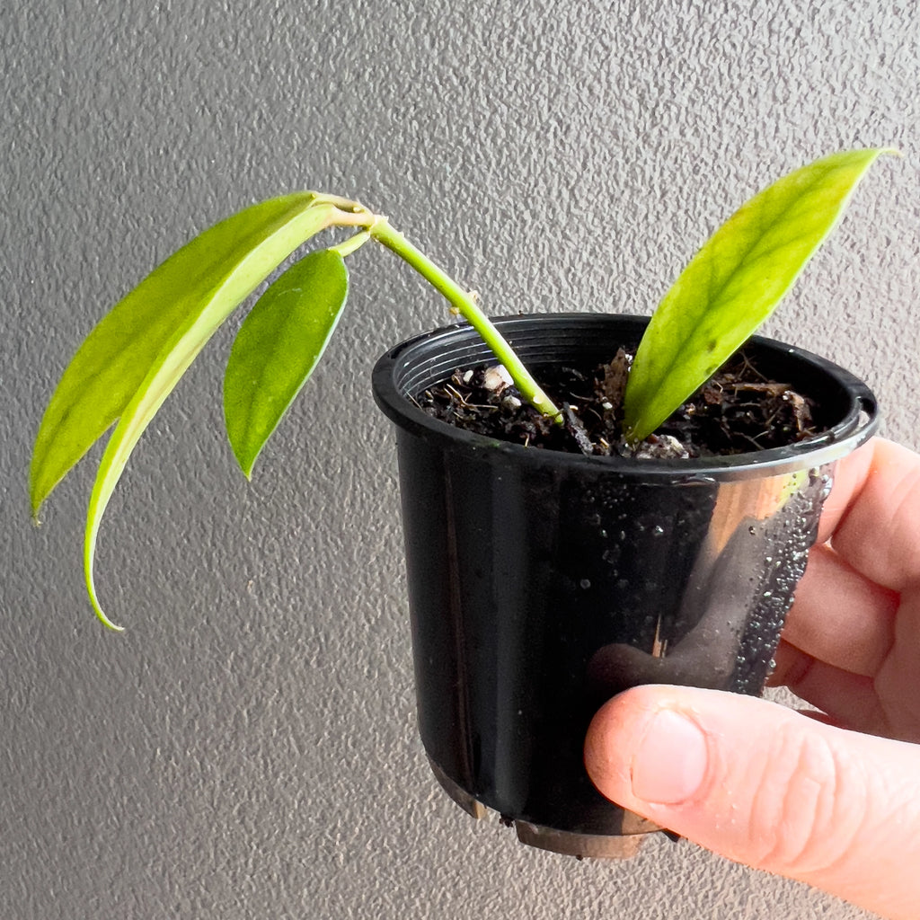 Hoya Rebecca in a black nursery pot with cascading stems and warm toned leaves resting against a neutral backdrop. Trusted indoor plant shop Australia.