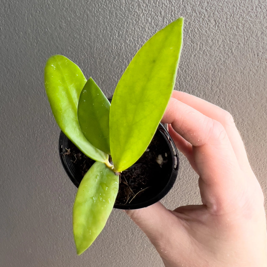 Hand holding a Hoya Rebecca with soft peach toned new growth and small oval leaves that catch the light against a neutral background. Rare indoor plant nursery Australia.