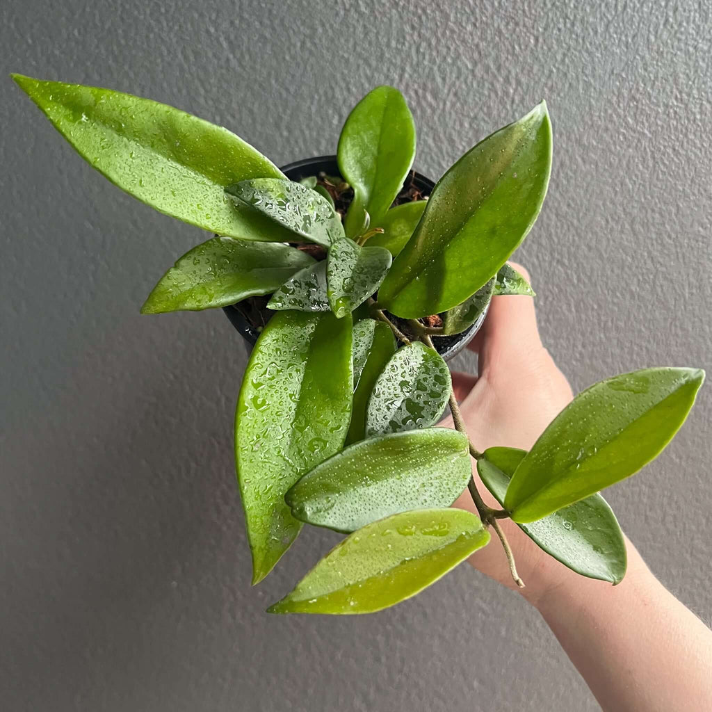Hoya Pubicalyx 'Red Buttons' with glossy green leaves, held in hand, perfect for indoor plant lovers. Chalet Boutique, Australia.