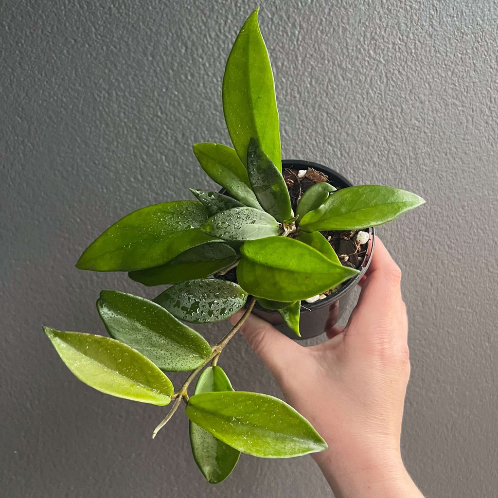 Hoya Pubicalyx 'Red Buttons' plant with lush green leaves in a black nursery pot. Chalet Boutique, Australia.