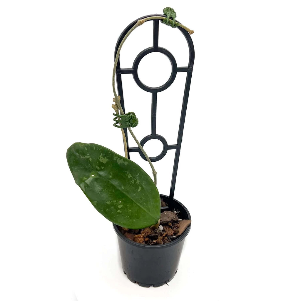 Hoya Rigida | Indoor Plant | Chalet Boutique - Australia