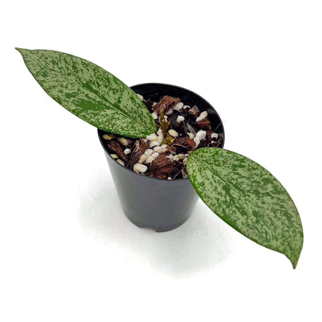Hoya pubicalyx Royal Hawaiian 'Super Splash' | Indoor Plant | Chalet Boutique - Australia
