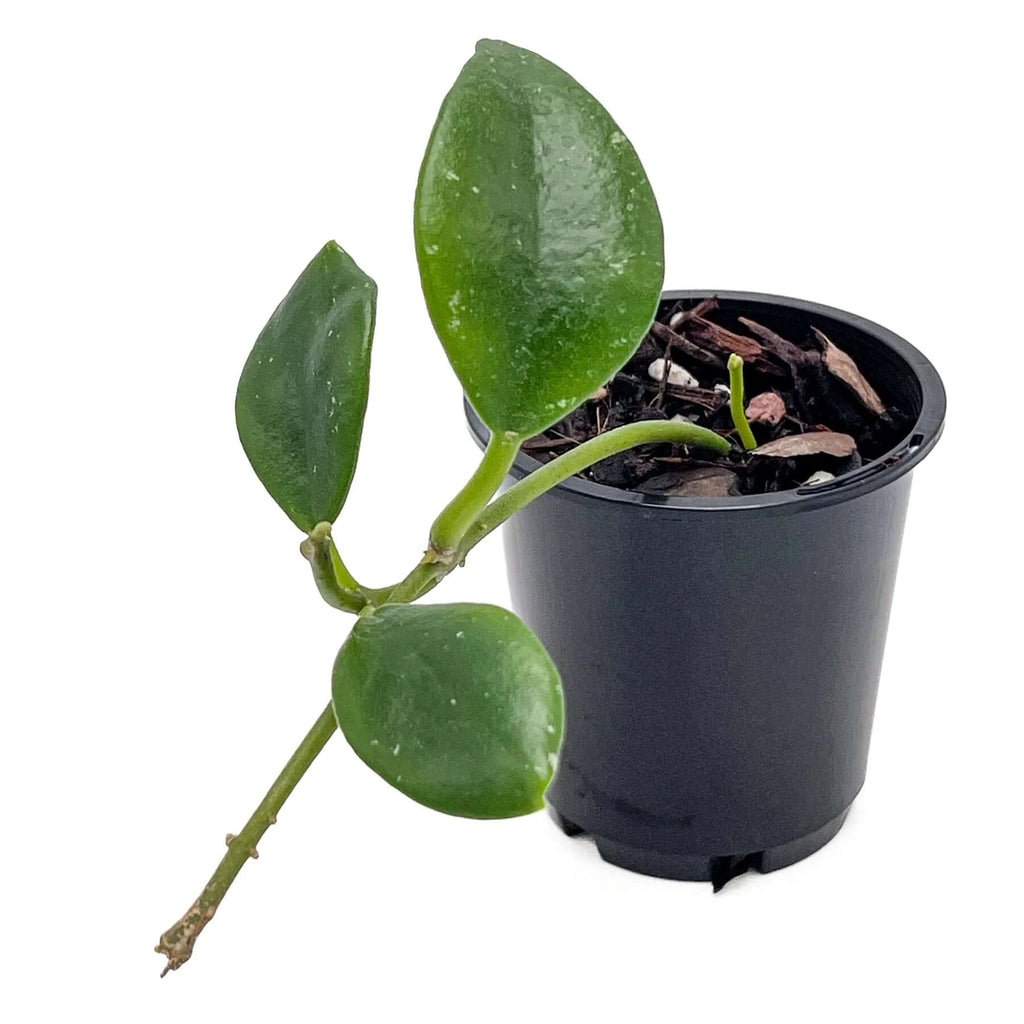 Hoya rundumensis | Indoor Plant | Chalet Boutique - Australia