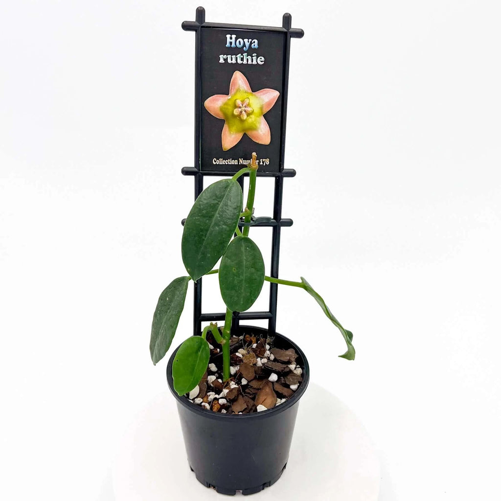 Hoya ruthie | Indoor Plant | Chalet Boutique - Australia