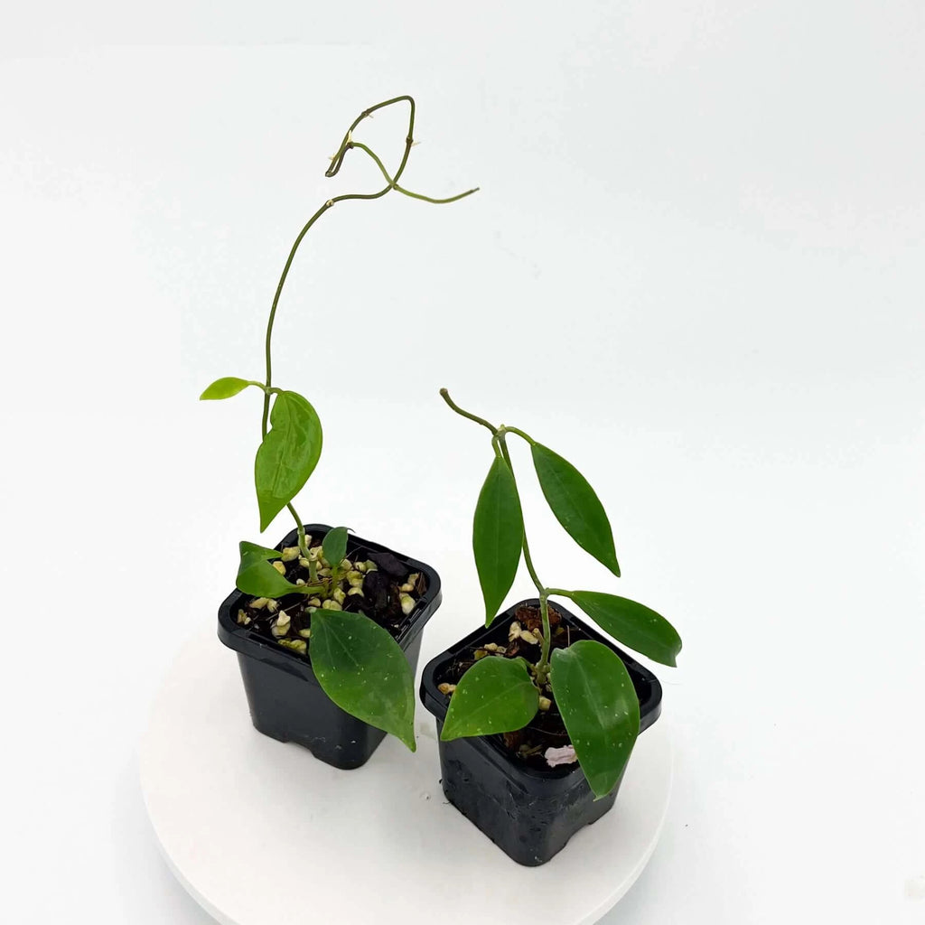 Hoya samoensis IML0192 | Indoor Plant | Chalet Boutique - Australia