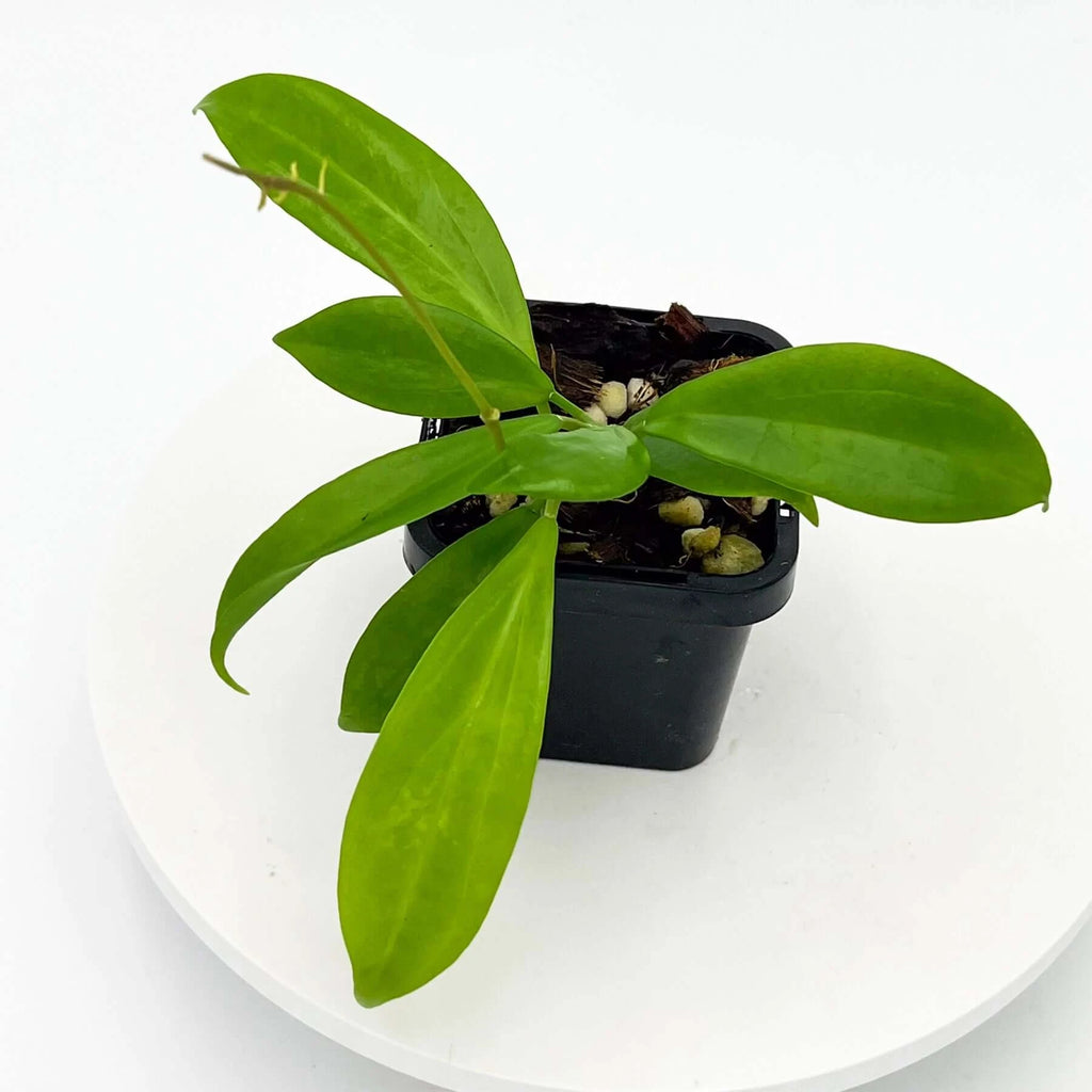 Hoya samoensis CC61 | Indoor Plant | Chalet Boutique - Australia