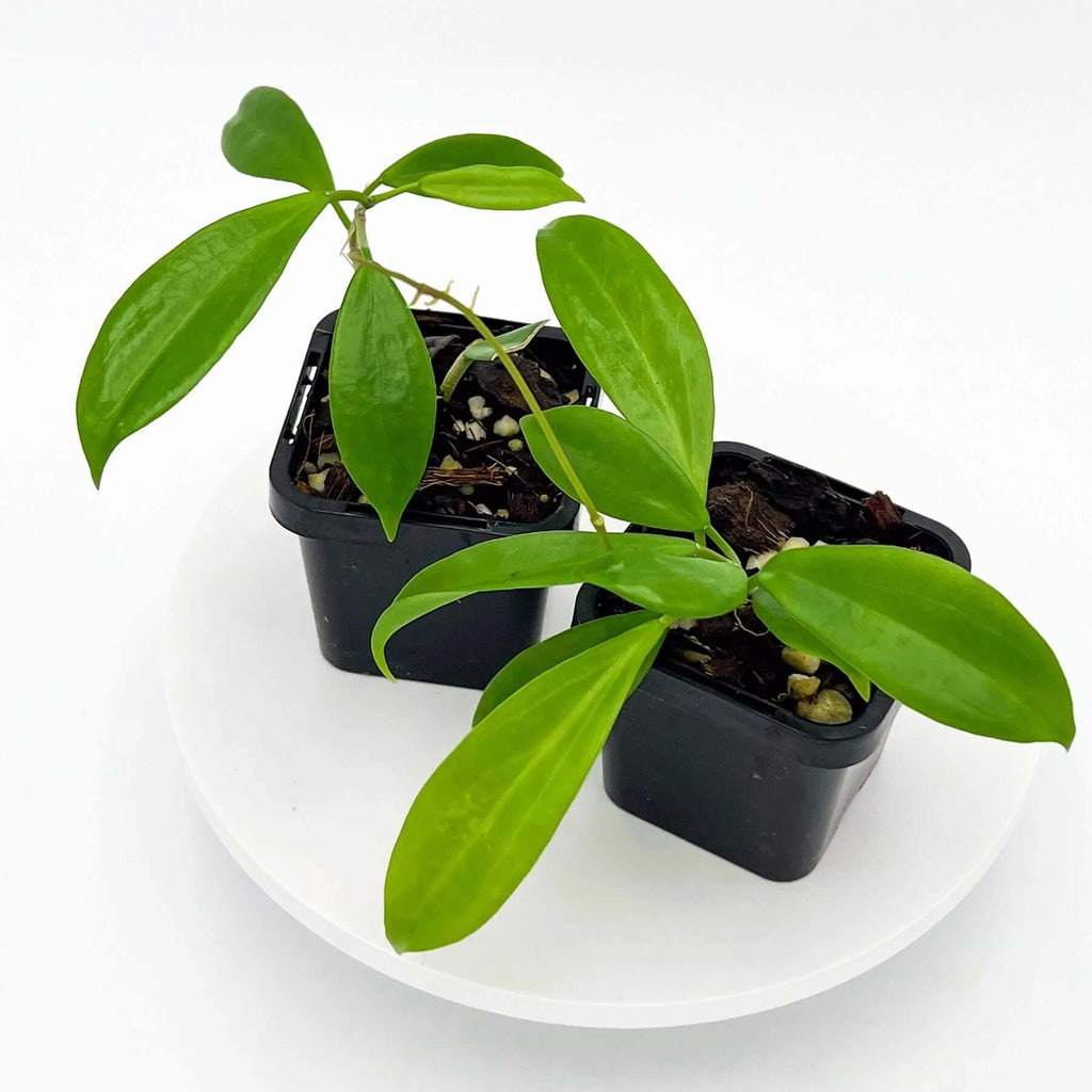 Hoya samoensis CC61 | Indoor Plant | Chalet Boutique - Australia