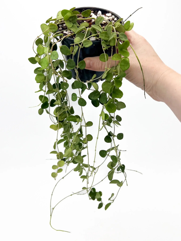 Hoya Serpens plant with lush trailing vines held in a hand, perfect for indoor decor. Buy rare plants online at Chalet Boutique, Australia.