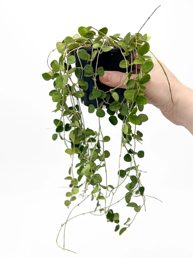 Hoya Serpens with cascading tendrils, perfect for indoor spaces, available at Chalet Boutique, Australia.