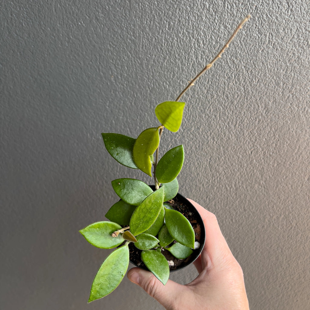 Close view of Hoya serpens in hand highlighting the miniature foliage, fine hairs and tight trailing vines against a neutral background.
