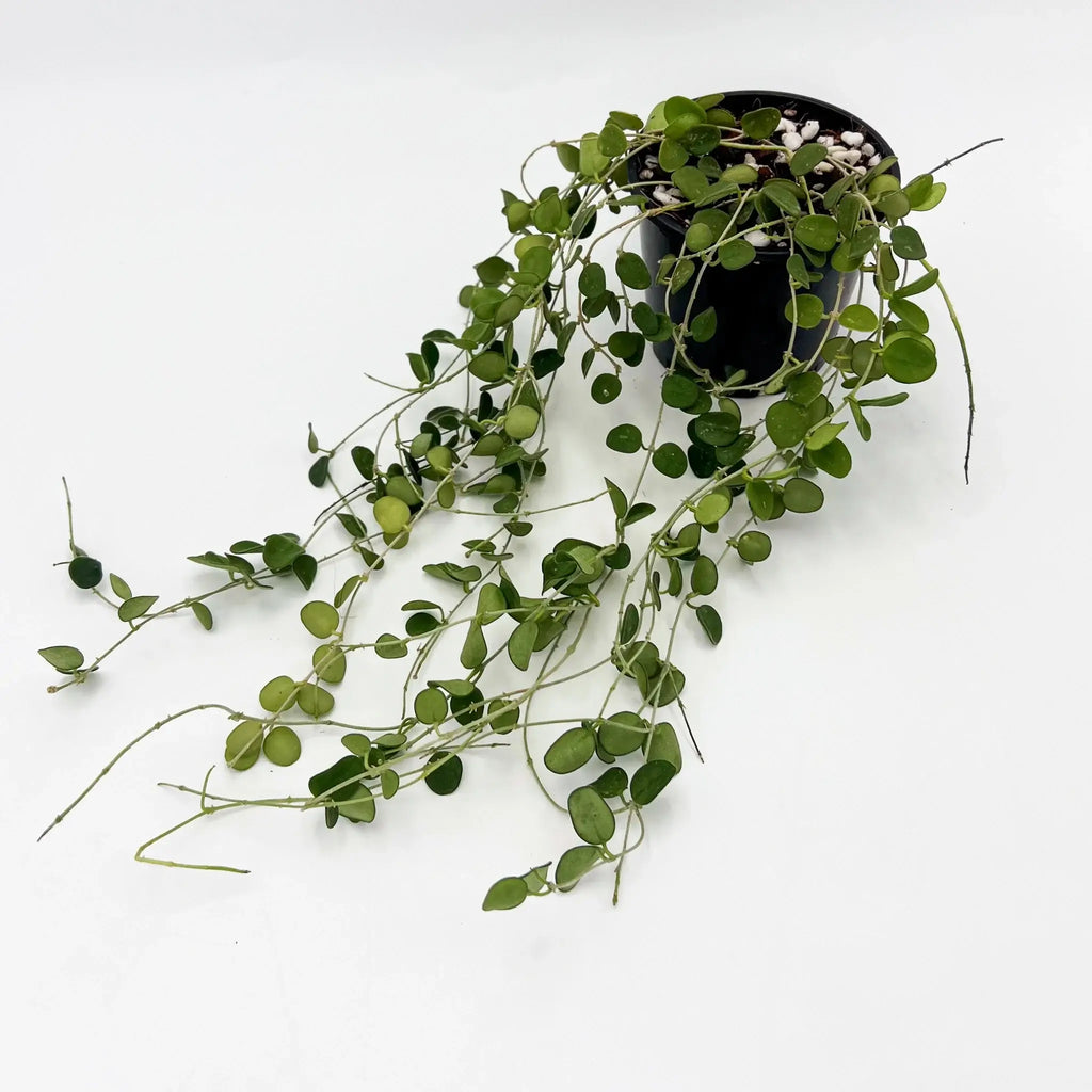 Hoya Serpens indoor plant with trailing vines in black pot, ideal for rare indoor plants Australia. Chalet Boutique, Australia.