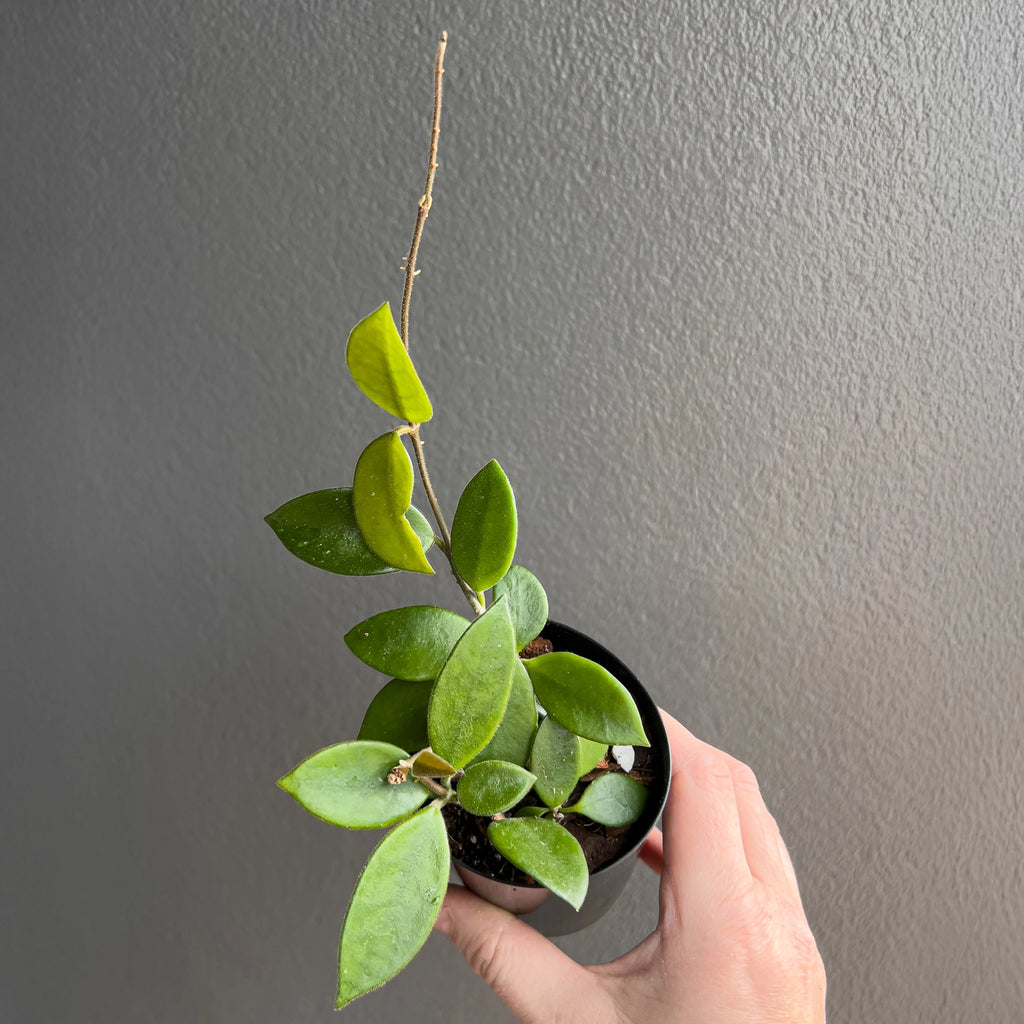 Hoya serpens in a black nursery pot with dense creeping stems and small velvety leaves that create a compact cascading growth habit.