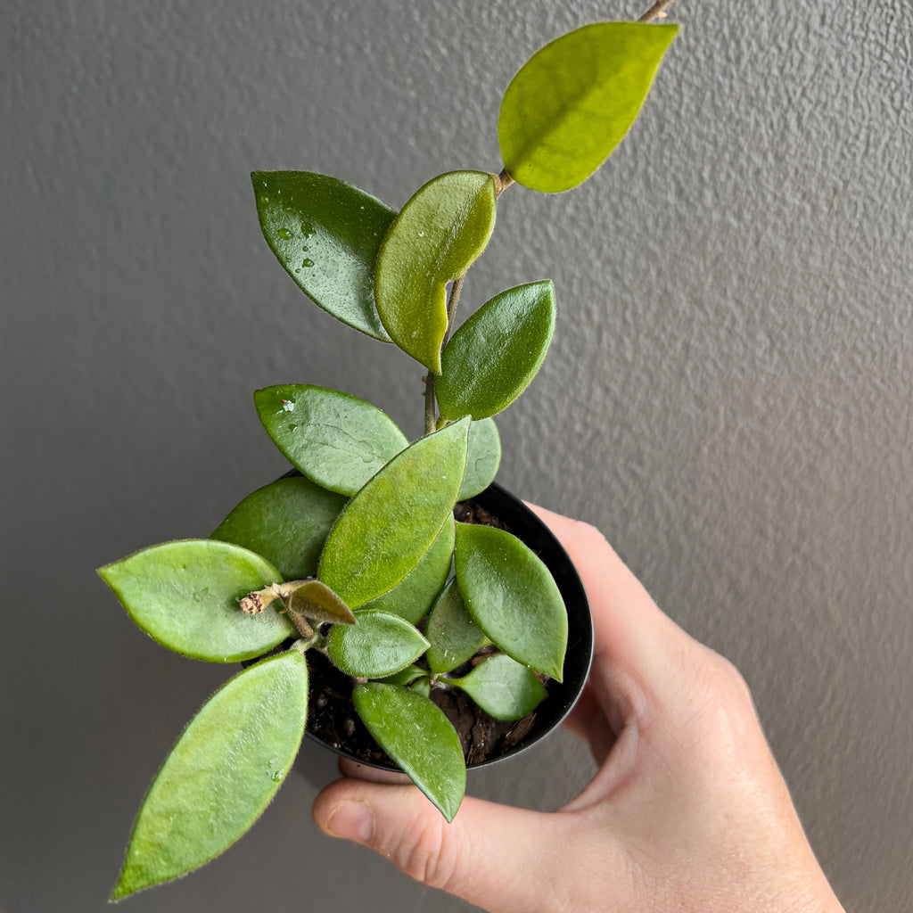 Hand holding a Hoya serpens showing tiny round leaves with a soft fuzzy texture and delicate silver speckling along the surface.