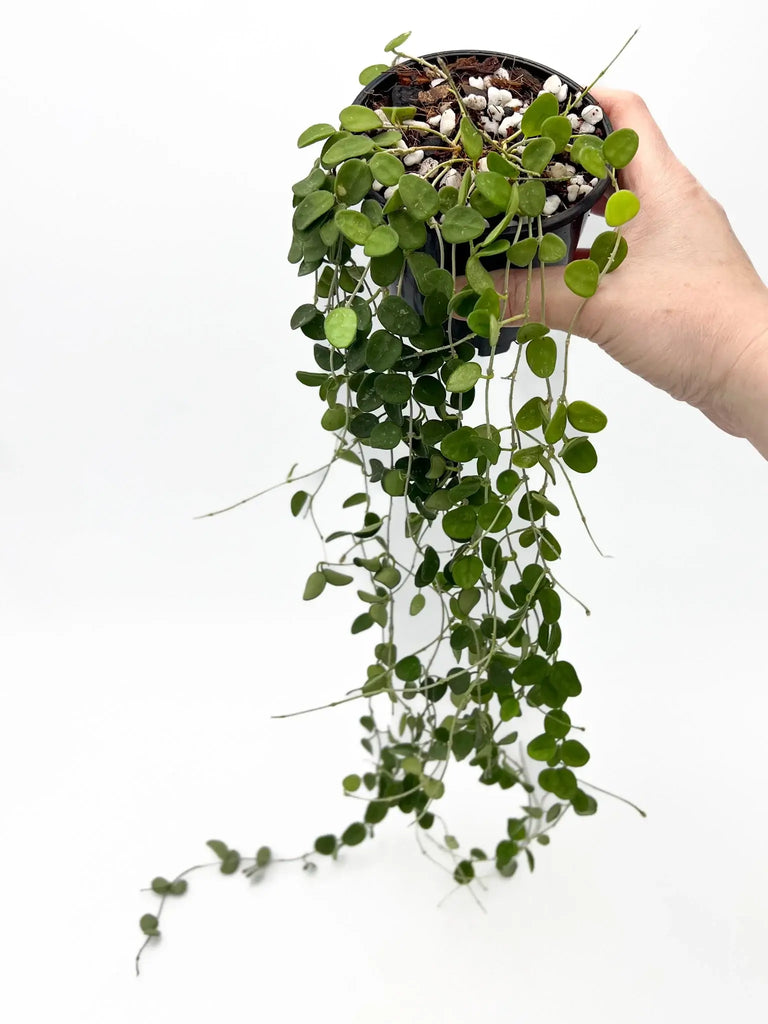 Hoya Serpens indoor plant with trailing vines, perfect for adding charm to spaces. Available at Chalet Boutique, Australia.