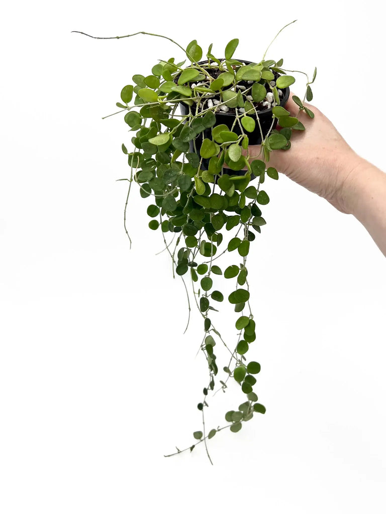 Hoya Serpens plant in hand with cascading green leaves, perfect for indoor decor. Buy online at Chalet Boutique, Australia.