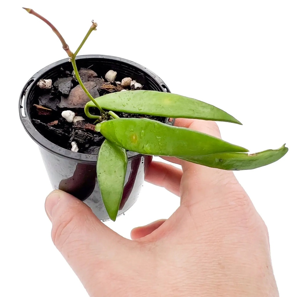 Hand holding Hoya shepherdii plant in a pot, showcasing elegant dark green leaves, perfect for indoor gardening. Chalet Boutique, Australia.