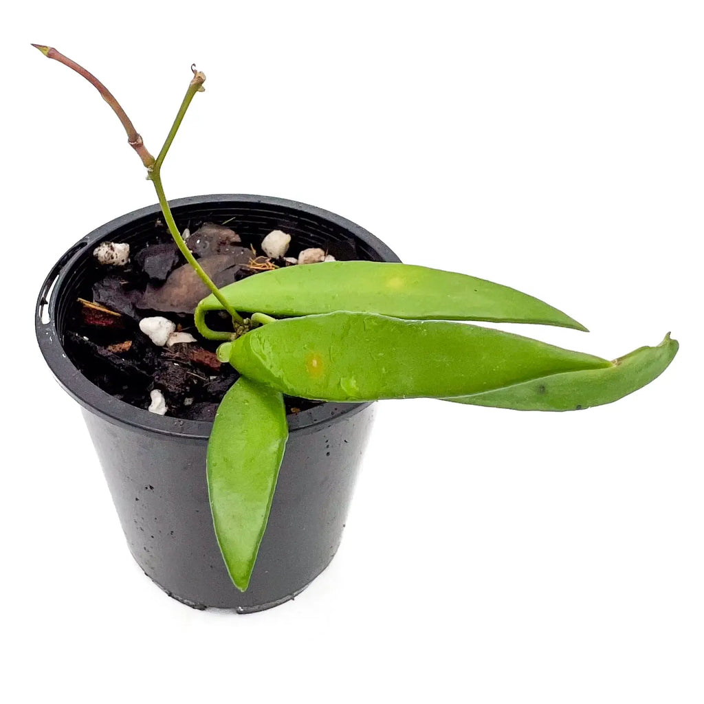 Hoya shepherdii plant with dark green, slender leaves in a nursery pot, ideal for unique indoor plant enthusiasts. Chalet Boutique, Australia.