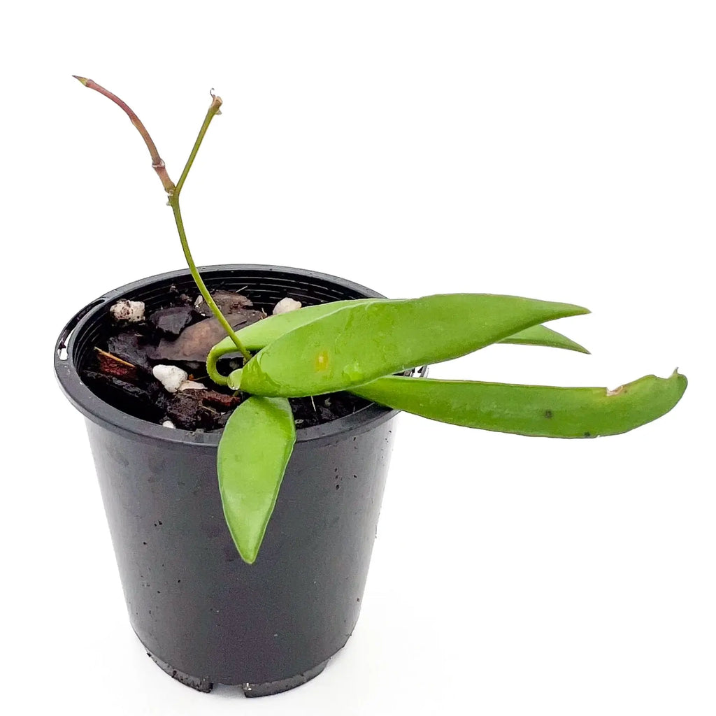 Hoya shepherdii in a black pot showcasing slender dark green leaves, perfect for indoor plants lovers. Chalet Boutique, Australia.