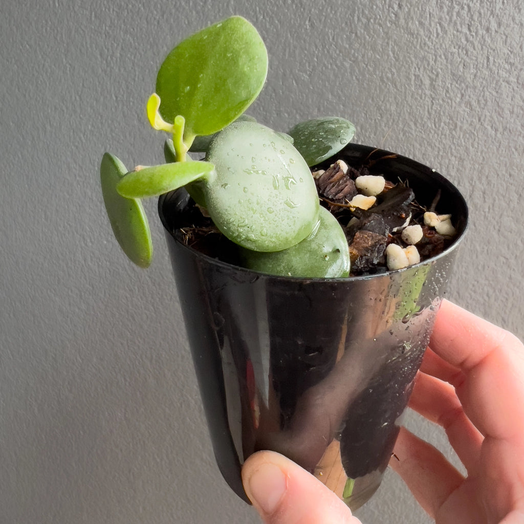 Xerosicyos danguyi Silver Dollar Vine held close to the camera showing its distinctive disc like foliage and tidy climbing growth habit.
