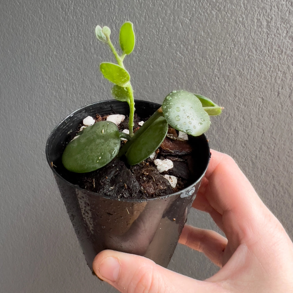 Cluster of Xerosicyos danguyi Silver Dollar Vine leaves in hand with rounded shapes, cool toned colour and a clean velvety feel.
