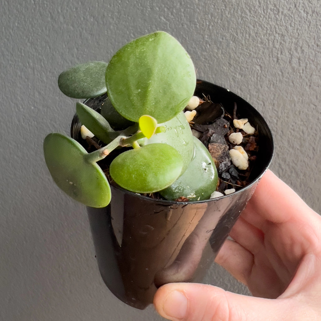 Hand holding a Xerosicyos danguyi Silver Dollar Vine showing the chunky succulent style leaves with a muted silver sheen.