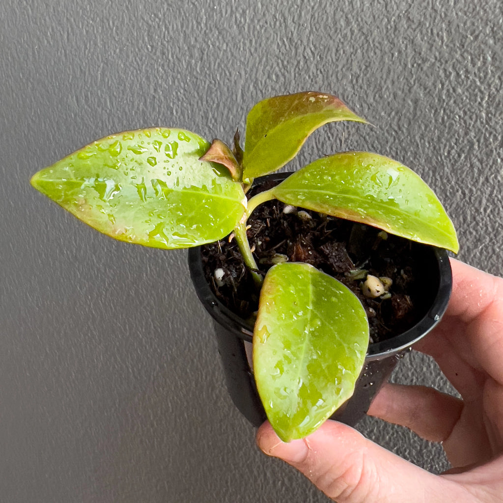 Hand holding a Hoya Sunrise showing small oval leaves with warm bronze tones and soft silver speckling across the surface.