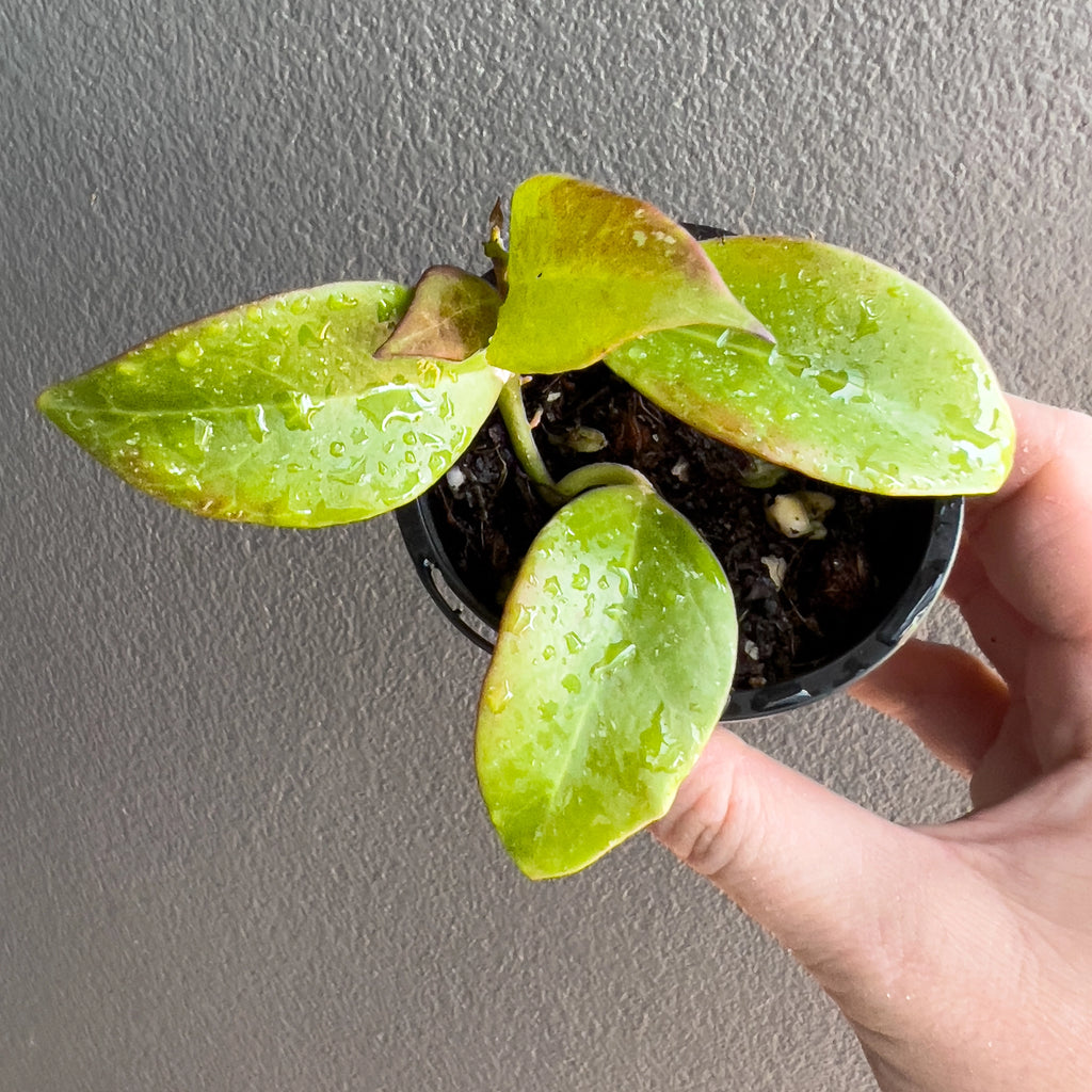 Close view of Hoya Sunrise in hand highlighting the blush pink undertones, fine veining and compact trailing habit.