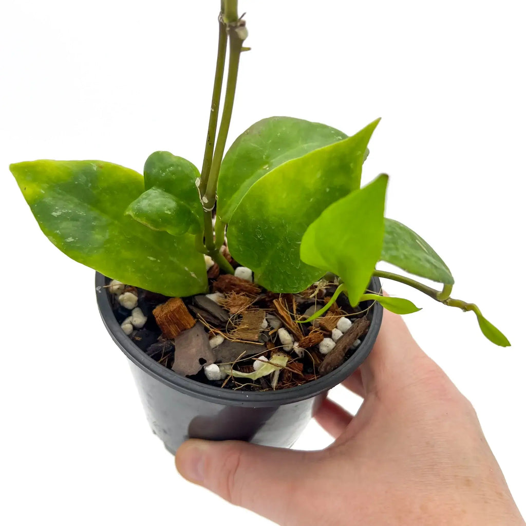 Hoya Sunrise plant with glossy green leaves, perfect for rare indoor plant collectors in Australia.