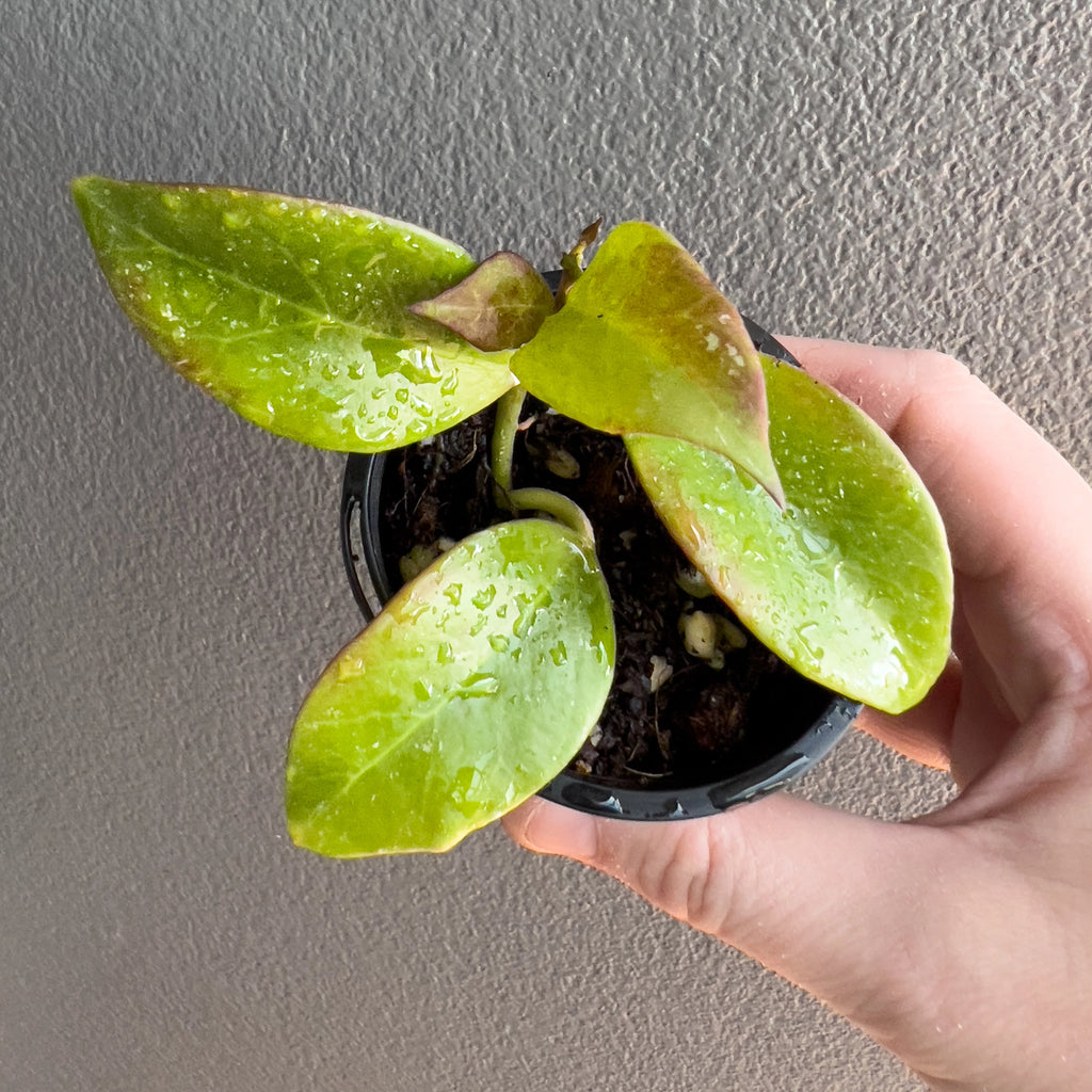 Hoya Sunrise in a black nursery pot with dense clustered foliage that shifts from deep green to warm bronze under natural light.