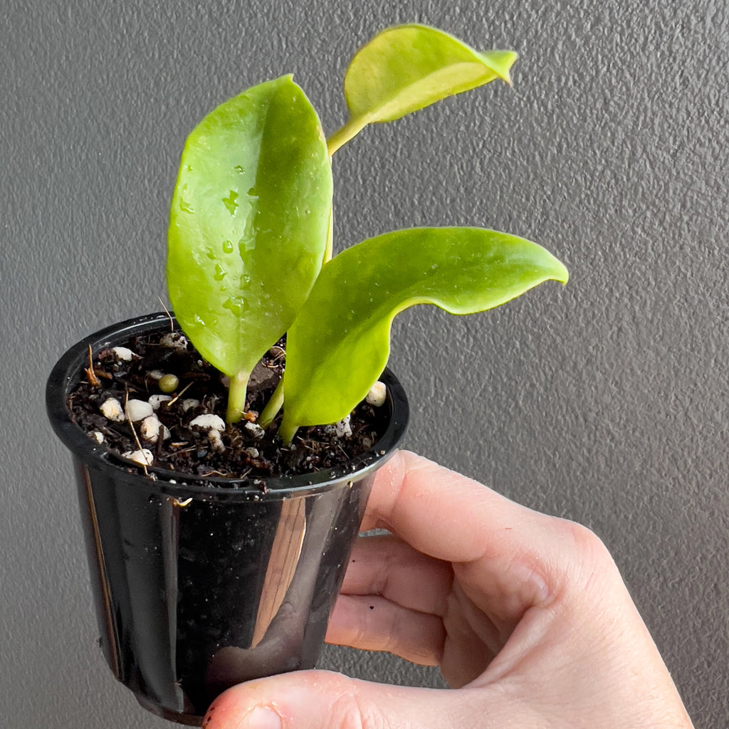 Hoya Sunrise held close to the camera showing its warm toned foliage, gentle silver splash pattern and neat trailing growth.