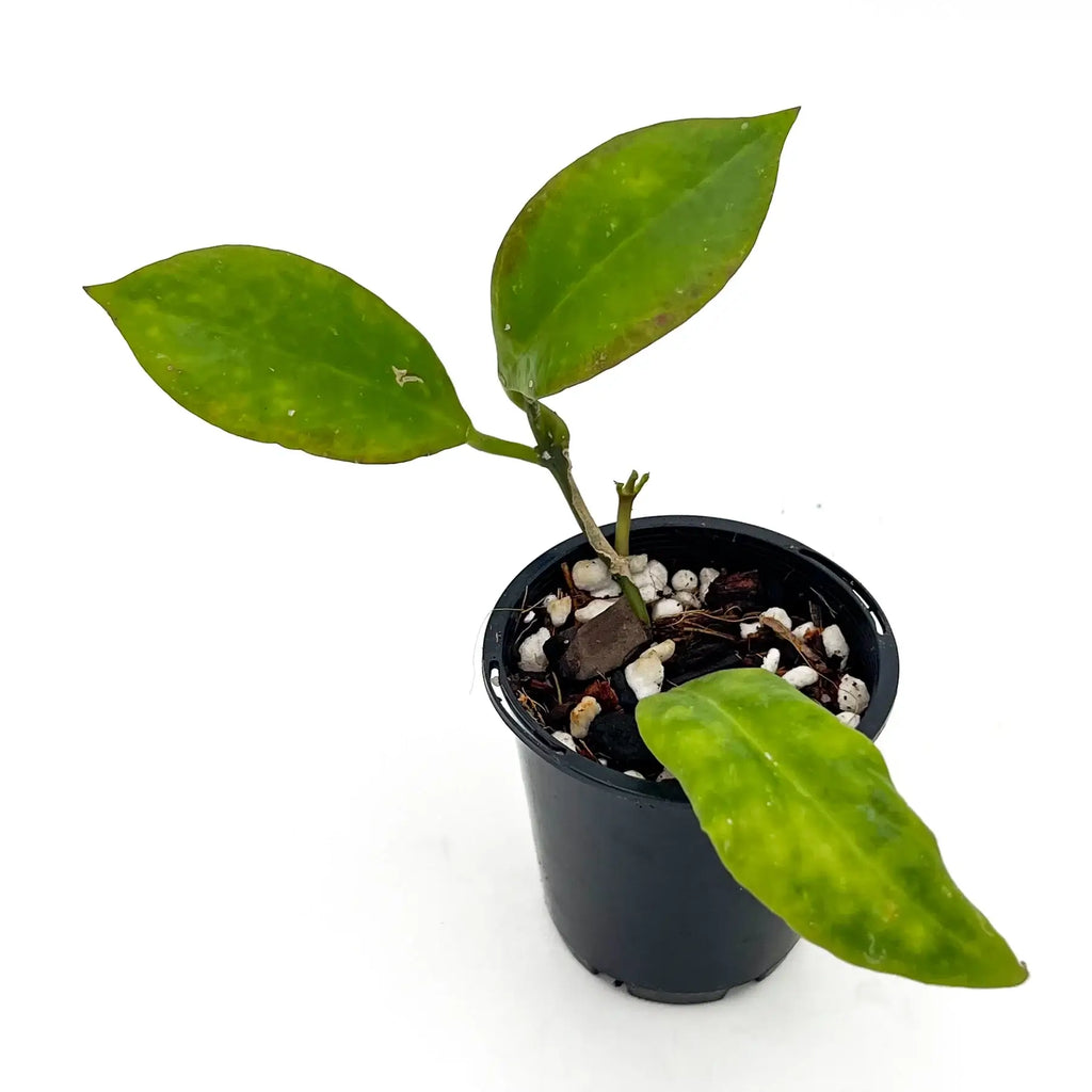 Hoya Sunrise plant in a black pot showcasing glossy green leaves, ideal for rare indoor plant collectors in Australia.