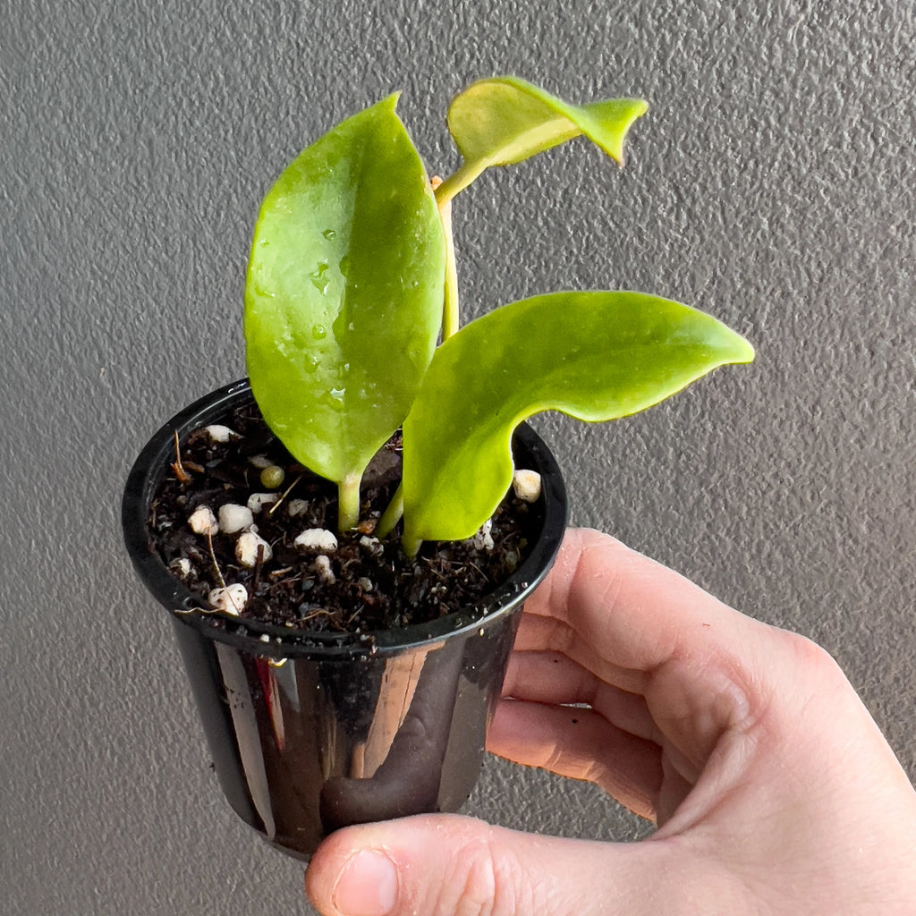 Hand holding a Hoya Sunrise showing the smooth glossy leaves, subtle colour gradient and tidy cascading vines.