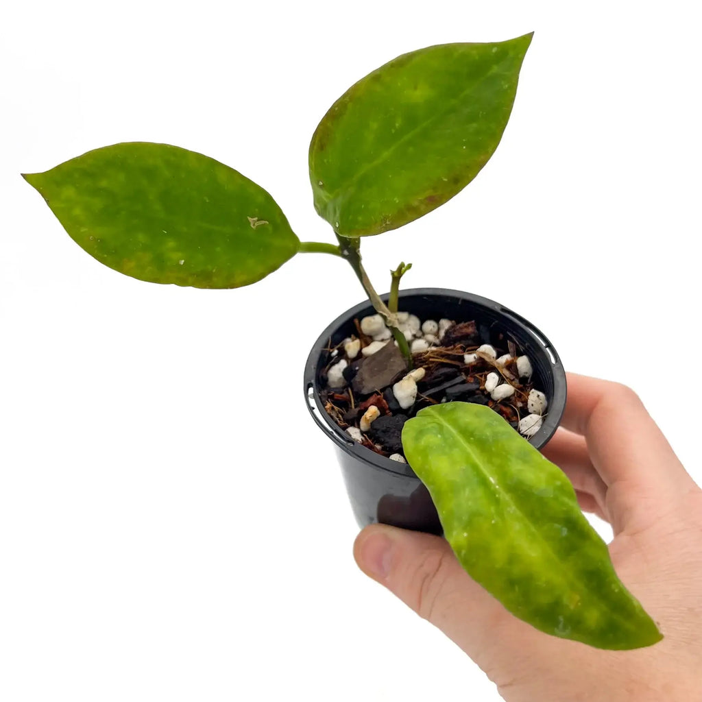 Hoya Sunrise rare indoor plant with glossy leaves, available online with express shipping in Australia.