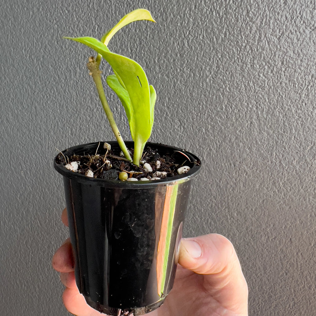 Cluster of Hoya Sunrise leaves in hand with rich copper overtones, delicate mottling and a soft satin finish.