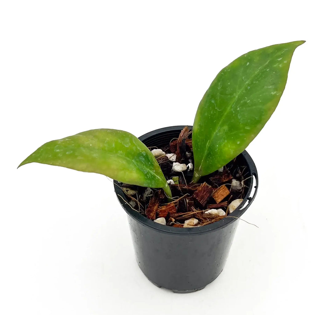 Hoya Sunrise plant in pot with glossy leaves, ideal rare indoor plant for collectors, available online Australia.