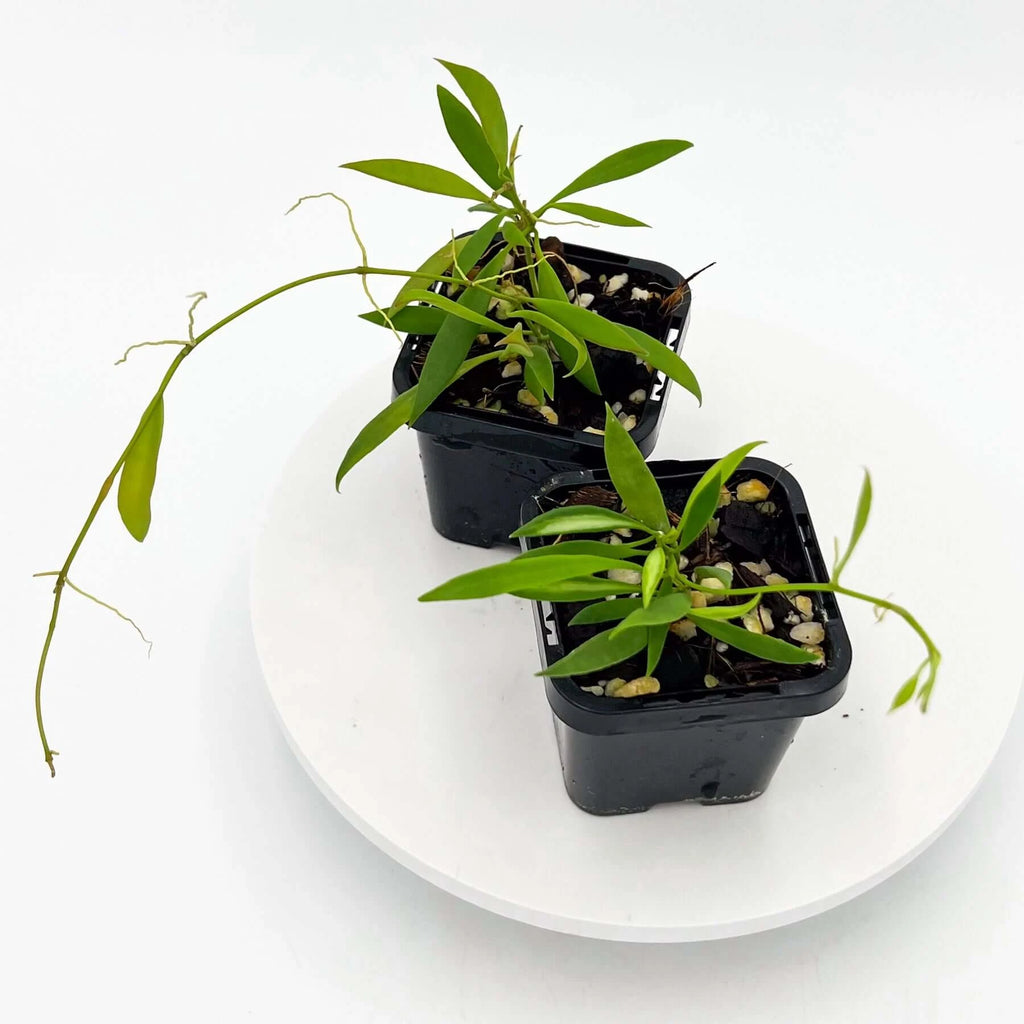 Hoya tsangii variegated | Indoor Plant | Chalet Boutique - Australia