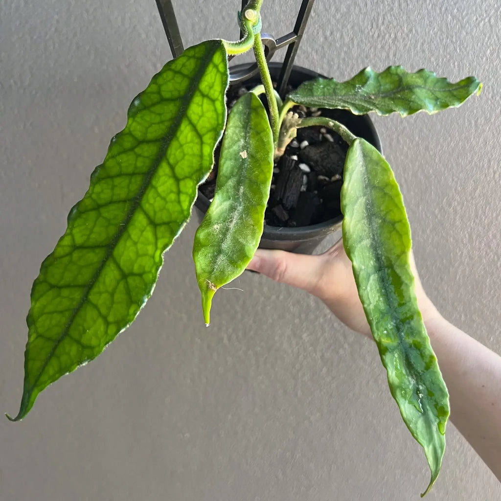 Hoya globulosa 'villosa' H268 with mid-green fluted leaves in a nursery pot held by a hand. Chalet Boutique, Australia.