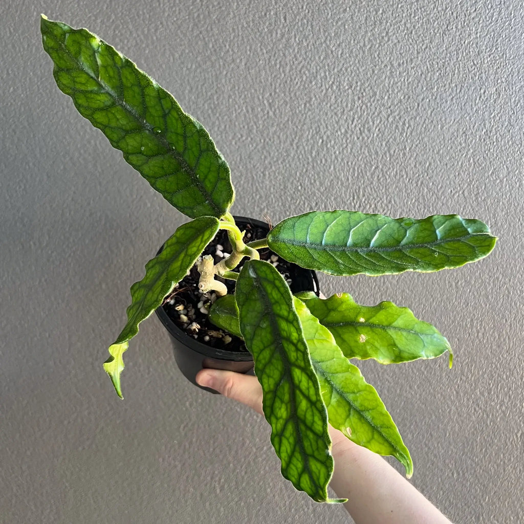 Hoya globulosa 'villosa' H268 in a nursery pot, showcasing unique fluted green foliage. Chalet Boutique, Australia.