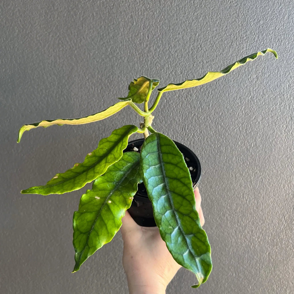 Hoya globulosa 'villosa' H268 in black nursery pot with vibrant green foliage, available online at Chalet Boutique, Australia.
