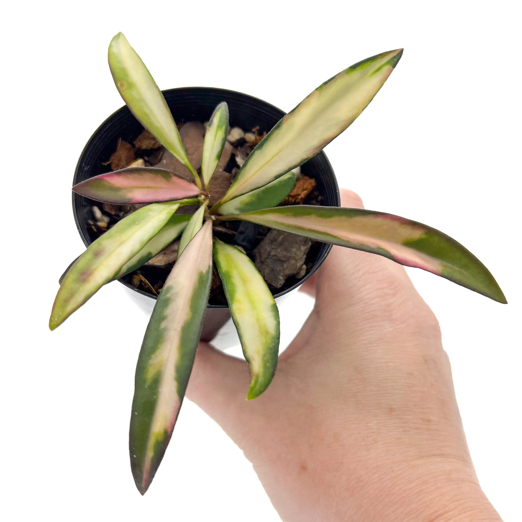 Hoya wayetii 'Variegated' plant in hand showcasing its unique green, cream, pink, and crimson leaves. Chalet Boutique, Australia.